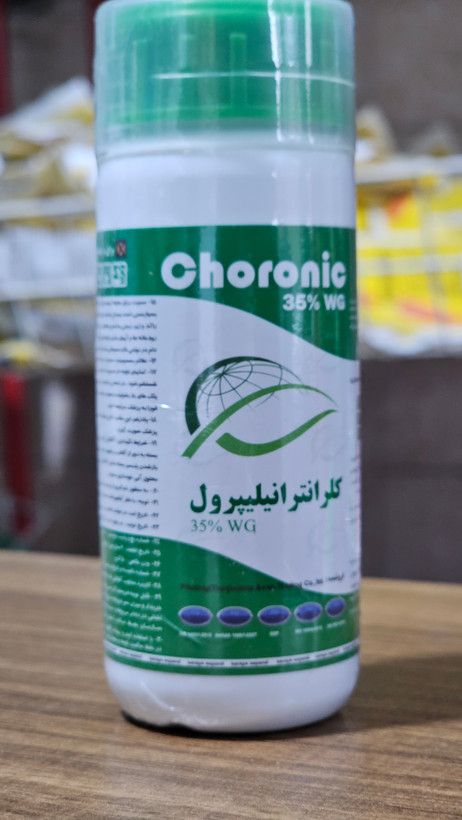 کرونیک 50گرمی سرای سپند